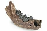 Fossil Cave Hyena (Crocuta crocuta spelaea) Mandible - Siberia #269615-4